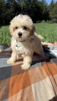 Tuck, a male Havapoo for sale in Norfolk, NE – 3 of 6