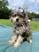 Amber, a female Shihpoo for sale in Norfolk, NE – 4 of 7