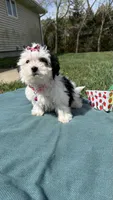 Jasmine , a female Maltese and Havamalt for sale in Norfolk, NE – 4 of 5