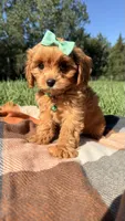 Maggie, a female Cavapoo for sale in Norfolk, NE – 6 of 9