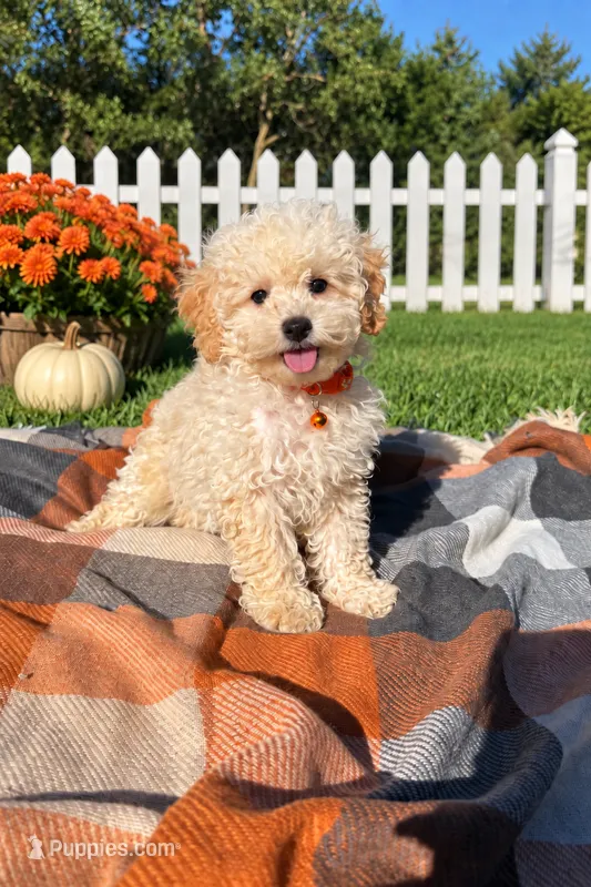 Ty – Maltipoo, Shih Tzu puppy for sale in Norfolk, NE