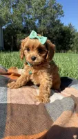 Maggie, a female Cavapoo for sale in Norfolk, NE – 9 of 9