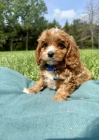 Mac, a male Cavapoo for sale in Norfolk, NE – 8 of 8