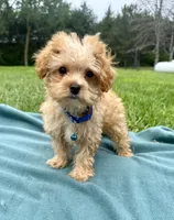 Kaleb , a male Maltipoo for sale in Norfolk, NE – 3 of 8