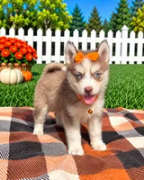 Cookie, a female Pomsky for sale in Norfolk, NE – 1 of 10