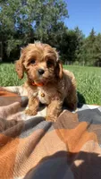 Finn, a male Cavapoo for sale in Norfolk, NE – 6 of 8