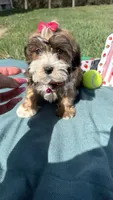 Remi , a female Havanese for sale in Norfolk, NE – 4 of 7