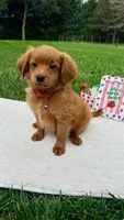 Gunner , a male Miniature Goldendoodle for sale in Norfolk, NE – 2 of 4