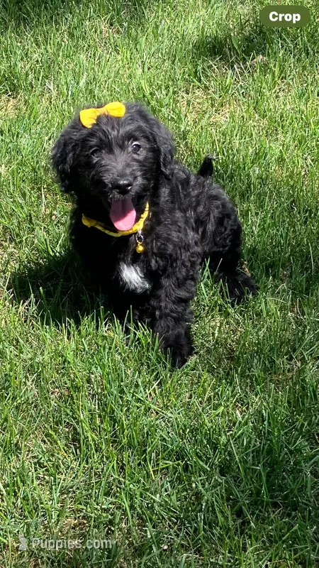 Holly  – Labrador Retriever, Miniature Goldendoodle puppy for sale in Norfolk, NE
