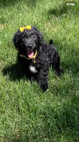 Holly , a female Labrador Retriever and Miniature Goldendoodle for sale in Norfolk, NE – 1 of 4