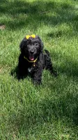 Holly , a female Labrador Retriever and Miniature Goldendoodle for sale in Norfolk, NE – 4 of 4