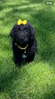 Holly , a female Labrador Retriever and Miniature Goldendoodle for sale in Norfolk, NE – 3 of 4