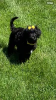 Holly , a female Labrador Retriever and Miniature Goldendoodle for sale in Norfolk, NE – 2 of 4