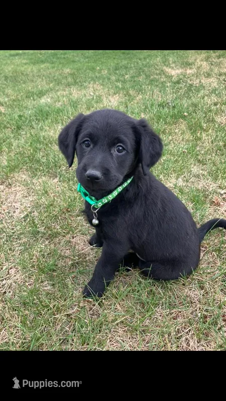 Holly  – Labrador Retriever, Miniature Goldendoodle puppy for sale in Norfolk, NE
