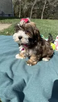Remi , a female Havanese for sale in Norfolk, NE – 6 of 7