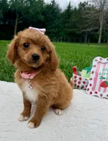 Georgia , a female Miniature Goldendoodle for sale in Norfolk, NE – 4 of 4