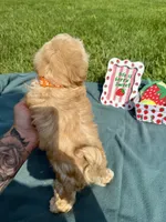 Teddy, a male Havanese for sale in Norfolk, NE – 7 of 7