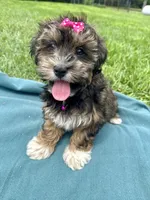 Addie , a female Havanese for sale in Norfolk, NE – 6 of 9