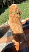 Mochi, a male Cavapoo for sale in Norfolk, NE – 8 of 9