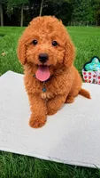 Micromini Hudson , a male Goldendoodle for sale in Norfolk, NE – 3 of 5