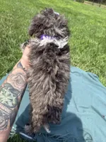 Amber, a female Shihpoo for sale in Norfolk, NE – 6 of 7