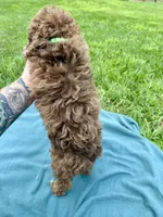 Sammy, a male Shihpoo for sale in Norfolk, NE – 10 of 10