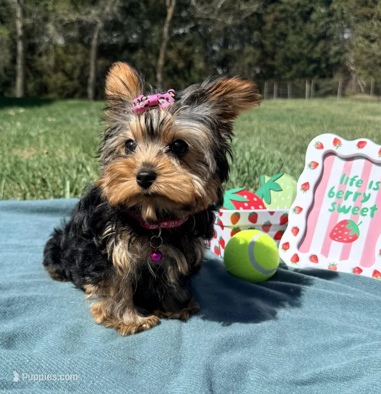 Pepper – Yorkshire Terrier puppy for sale in Norfolk, NE