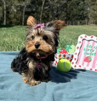Pepper, a female Yorkshire Terrier for sale in Norfolk, NE – Photo 1 of 10