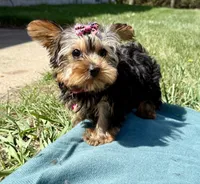 Pepper, a female Yorkshire Terrier for sale in Norfolk, NE – Photo 2 of 10