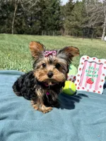 Pepper, a female Yorkshire Terrier for sale in Norfolk, NE – Photo 4 of 10