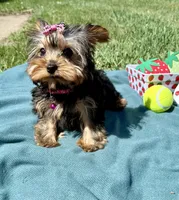 Pepper, a female Yorkshire Terrier for sale in Norfolk, NE – Photo 5 of 10