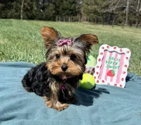 Pepper, a female Yorkshire Terrier for sale in Norfolk, NE – Photo 3 of 10