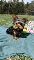 Pepper, a female Yorkshire Terrier for sale in Norfolk, NE – Photo 10 of 10