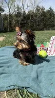Pepper, a female Yorkshire Terrier for sale in Norfolk, NE – Photo 9 of 10