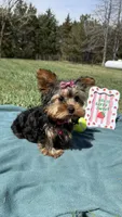 Pepper, a female Yorkshire Terrier for sale in Norfolk, NE – Photo 8 of 10