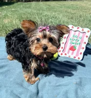 Pepper, a female Yorkshire Terrier for sale in Norfolk, NE – Photo 7 of 10