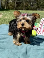 Pepper, a female Yorkshire Terrier for sale in Norfolk, NE – Photo 6 of 10