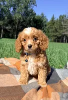 Murphy, a male Cavapoo for sale in Norfolk, NE – 2 of 9