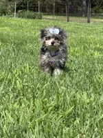 Amber, a female Shihpoo for sale in Norfolk, NE – 3 of 7