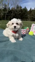 Bentley , a male Maltese and Havamalt for sale in Norfolk, NE – 4 of 5