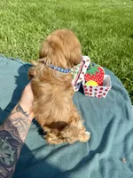 Bear, a male Havanese for sale in Norfolk, NE – 6 of 6