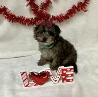 Cammy, a female Havapoo for sale in Norfolk, NE – Photo 1 of 4