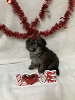 Cammy, a female Havapoo for sale in Norfolk, NE – Photo 3 of 4