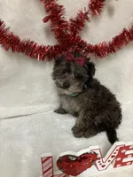 Cammy, a female Havapoo for sale in Norfolk, NE – Photo 2 of 4