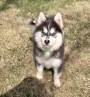 Archie, a male Pomsky for sale in Norfolk, NE – Photo 2 of 3