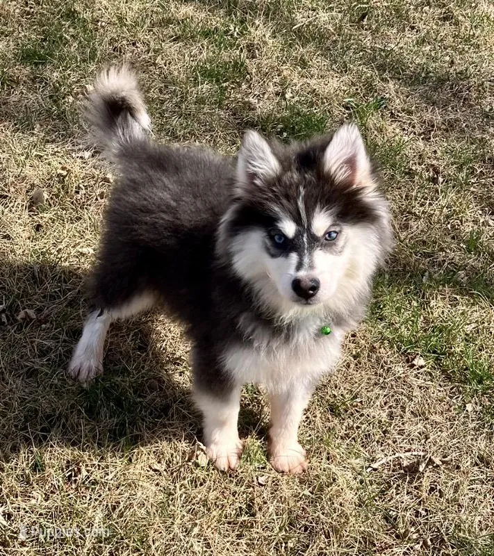 Archie – Pomsky puppy for sale in Norfolk, NE
