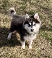 Archie, a male Pomsky for sale in Norfolk, NE – Photo 1 of 3