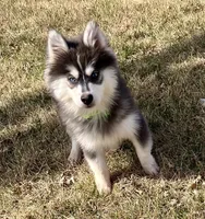 Archie, a male Pomsky for sale in Norfolk, NE – Photo 3 of 3