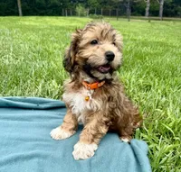 Drew, a male Havanese for sale in Norfolk, NE – 4 of 6