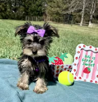 Whinnie , a female Miniature Schnauzer and Poodle - Toy  for sale in Norfolk, NE – 1 of 3